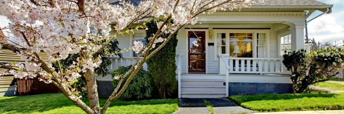 12621505 - small old white house with a blooming cherry tree and green grass. 12621505 - small old white house with a blooming cherry tree and green grass.